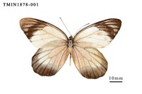 藏品(白豔粉蝶)的圖片